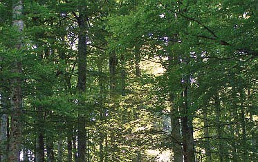 wood